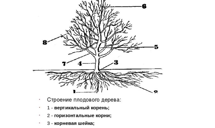 Строение яблони рисунок с подписями