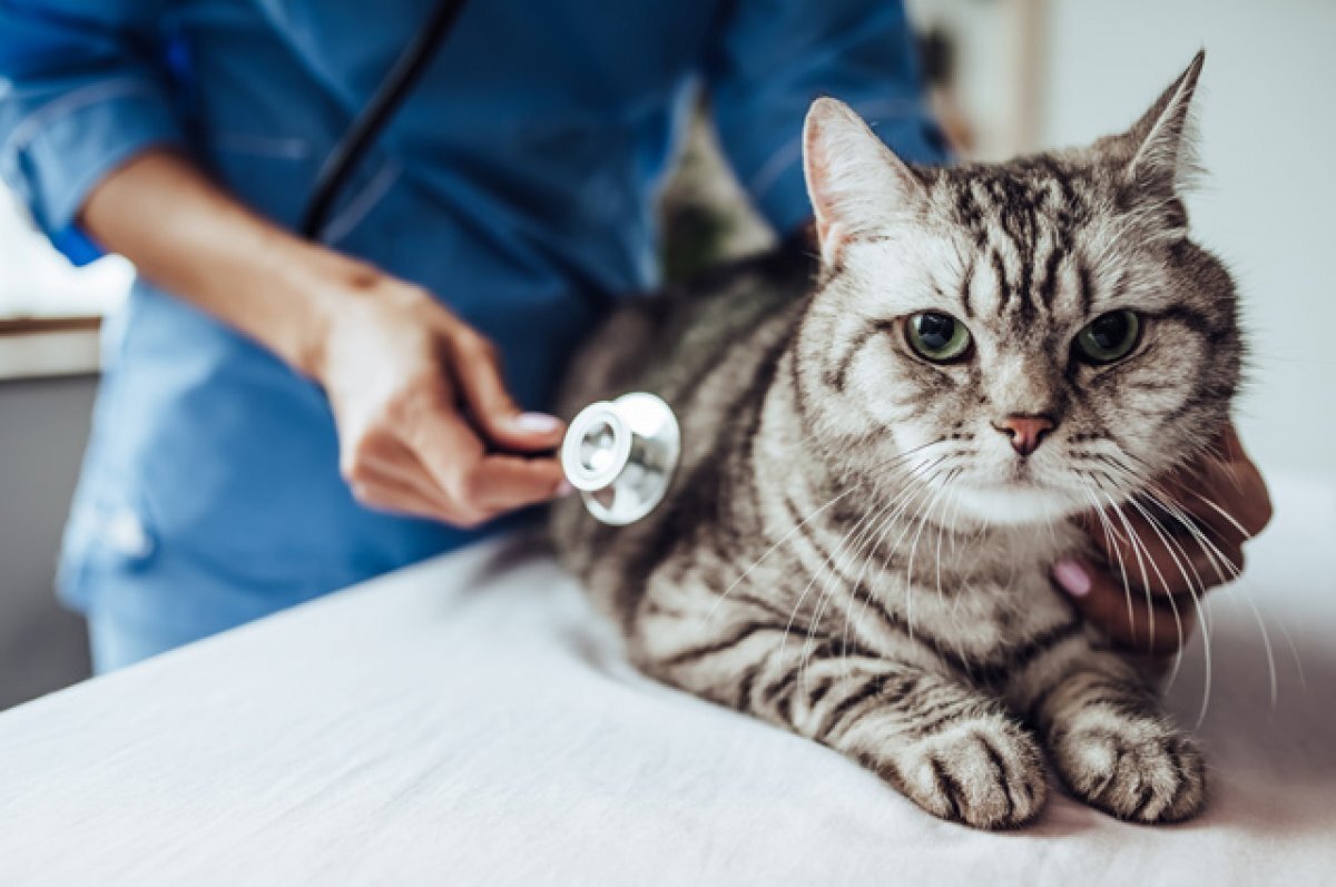    Лечат котика, стригут хозяина. Как не разориться, обращаясь к ветеринарам?