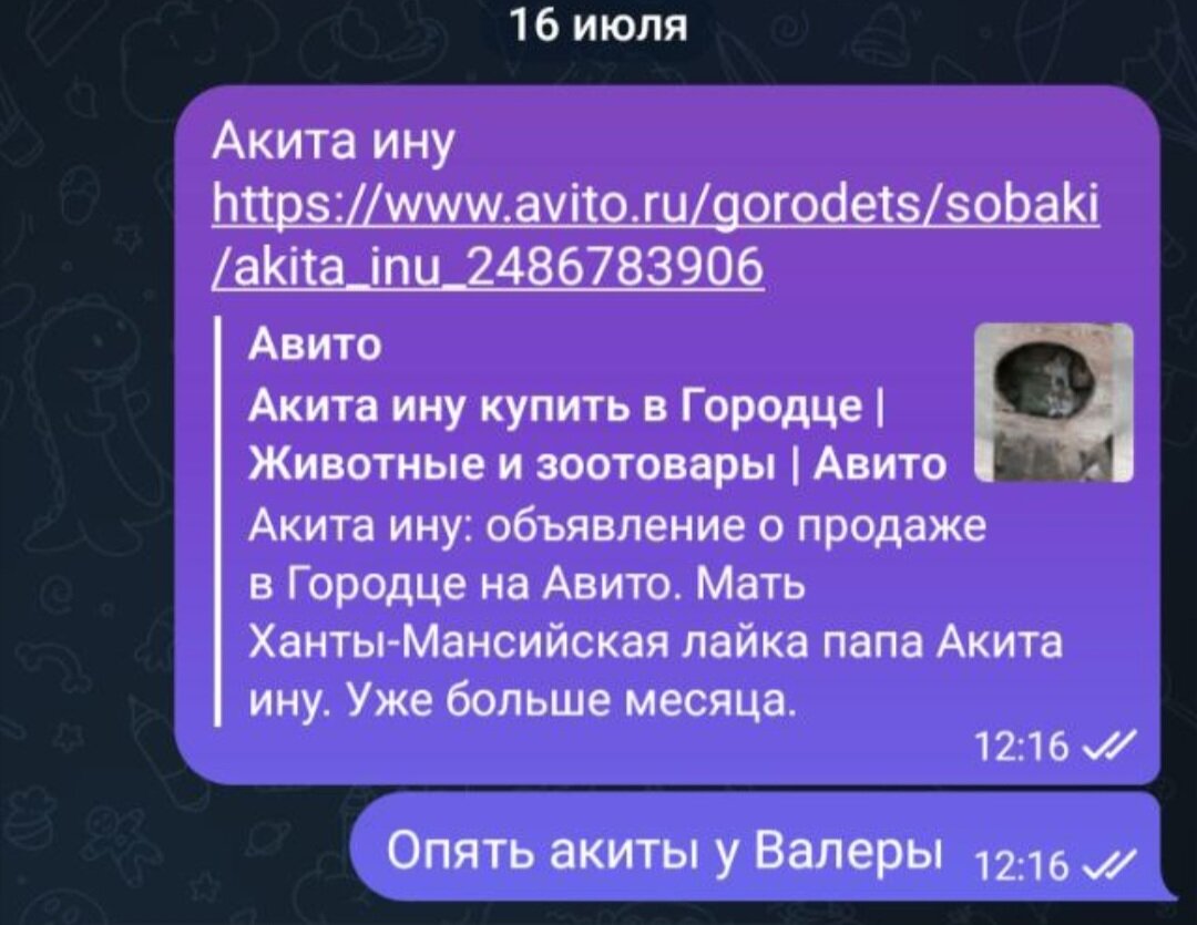 Дней без сюрпризов в стае - 0. Снова хаскита (брат Кайоши) выброшен на  улицу + новые южные хаски🤦🏼‍♀️ | In Dogs we Trust | Дзен