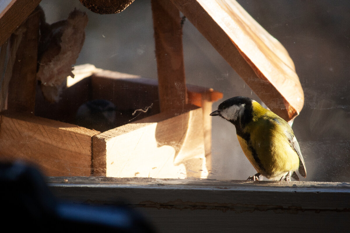 По сравнению с привычной большой синицей лазоревка - совсем кроха, её почти не видно в кормушке