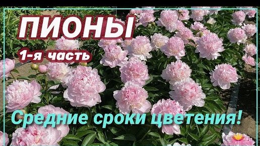 Пионы со средним сроком цветения / Сад Ворошиловой