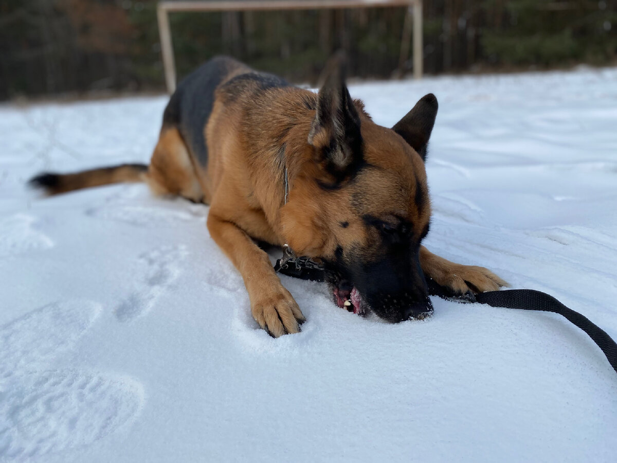 Альфа отдыхает на снежке😃