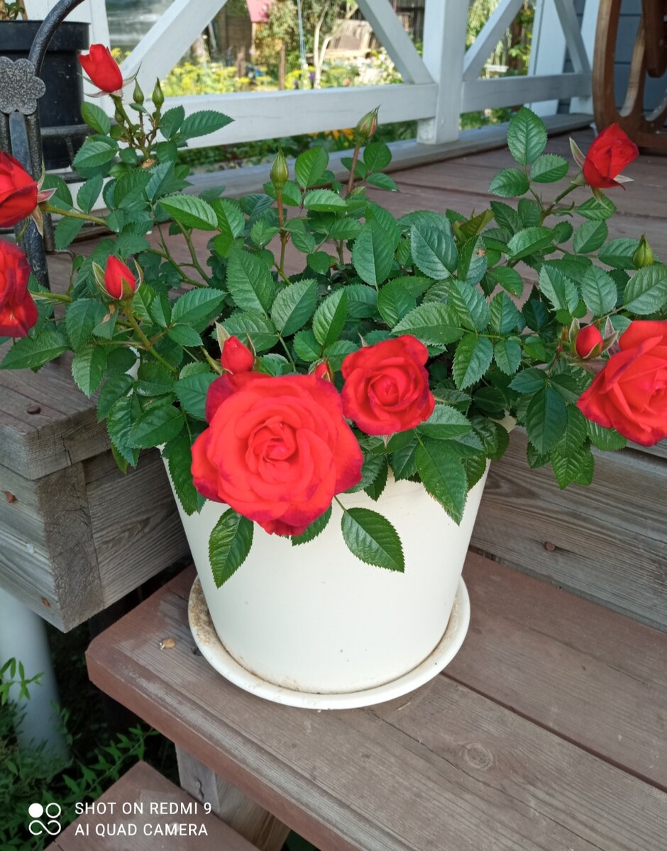 Роза Кордана. Фото Анны Рыбниковой.