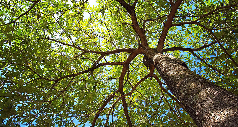 Фото: Shutterstock