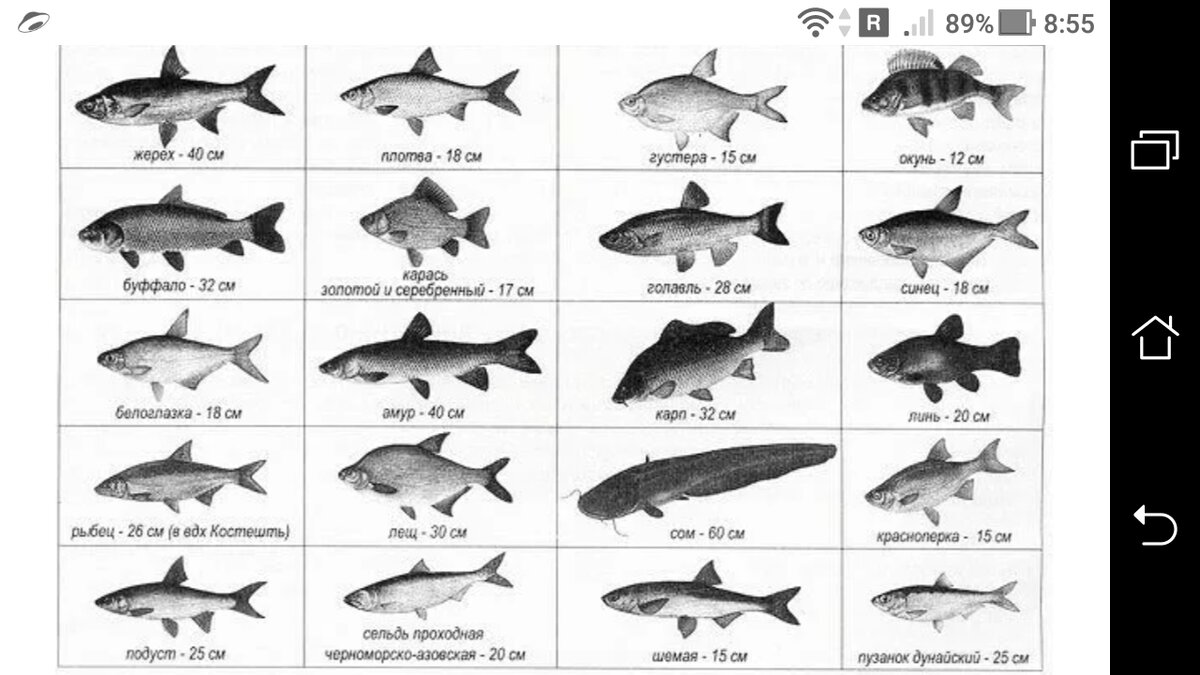 Какую рыбу можно ловить. Таблица размеров допустимый пойманной рыбы. Размер рыбы разрешенной к вылову. Таблица размеров рыбы разрешённых к вылову. Минимальный размер рыбы разрешенный к вылову.
