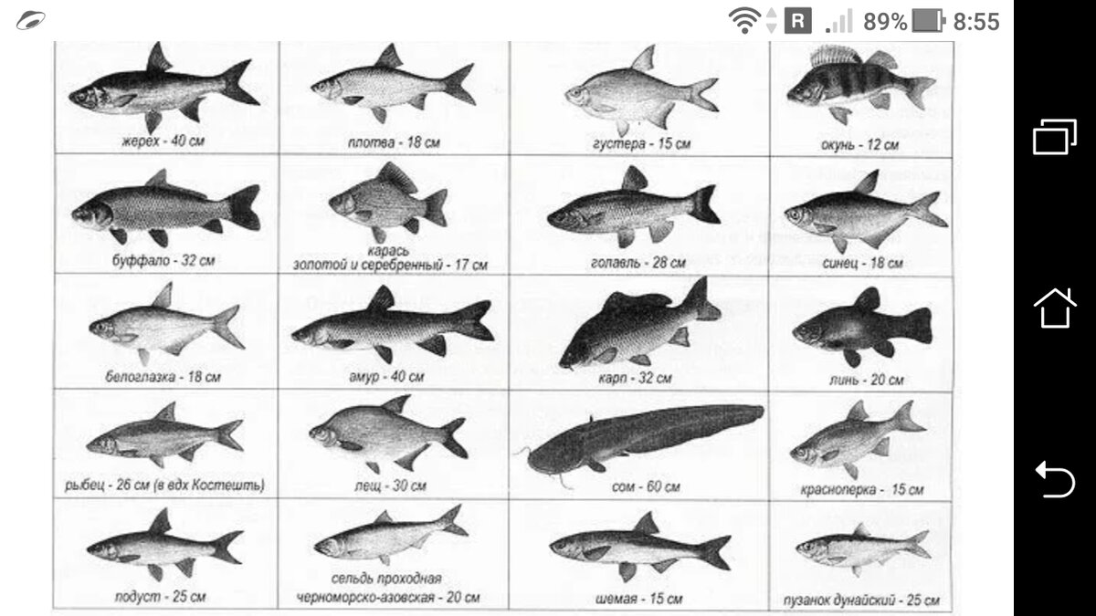 Размеры рыб можно ловить