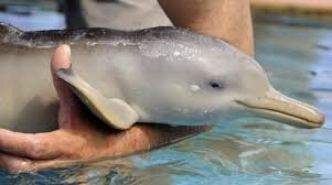 Фото из интернета.