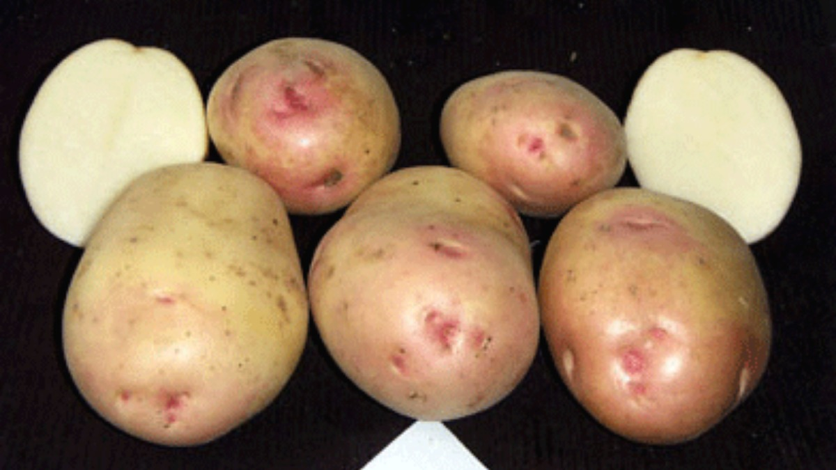 Картофель устойчивый к фитофторе