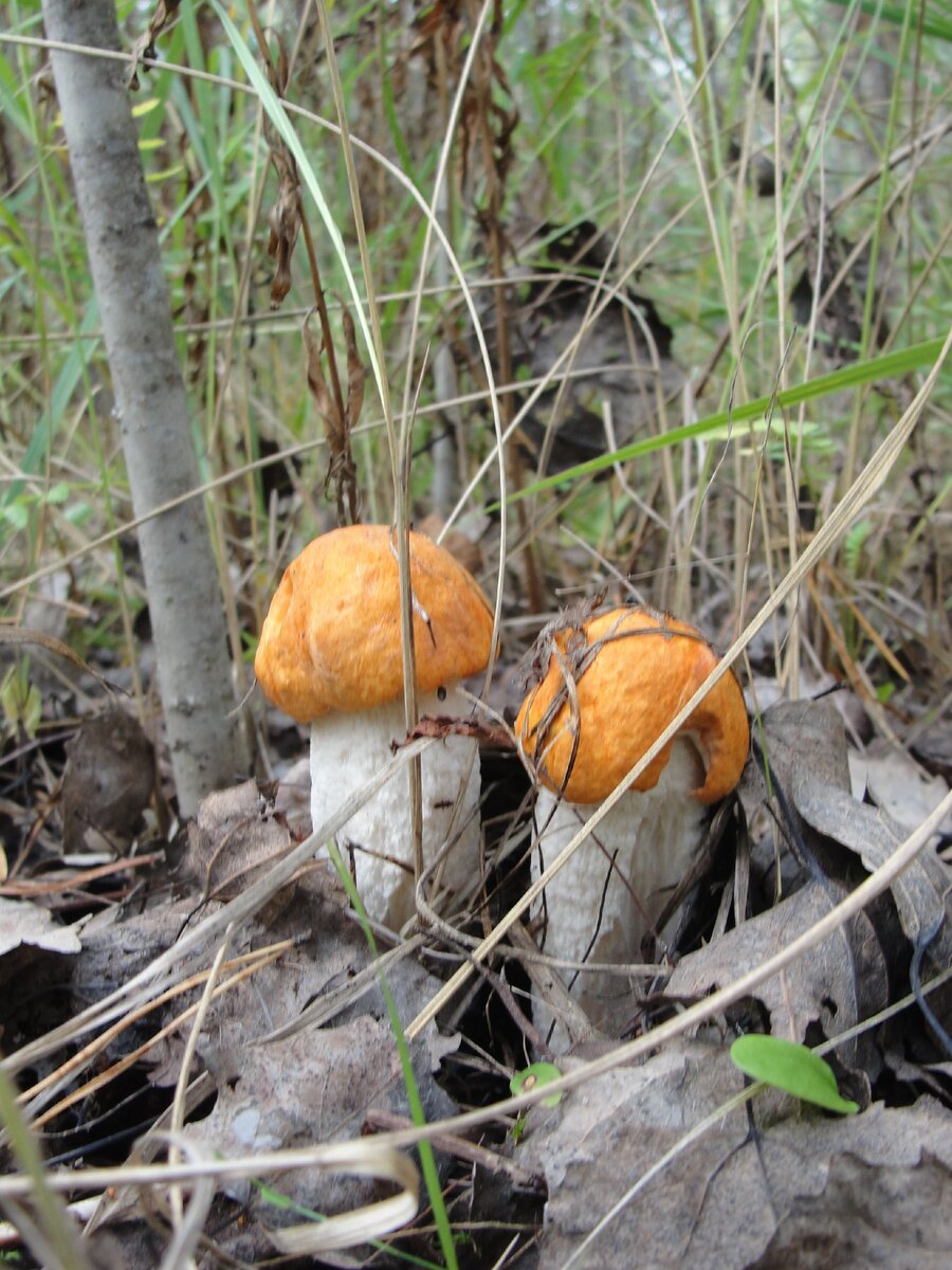 красивые, хорошо видны, много - что еще желать?