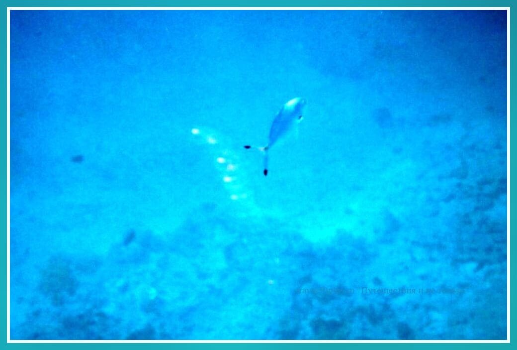 Один раз удалось заснять стайку светящихся рыбок.