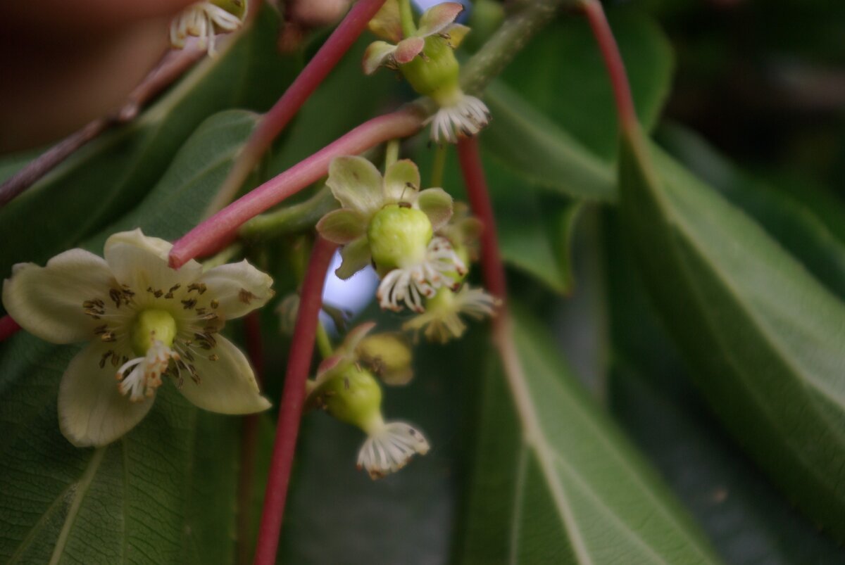 женский экземпляр актинидии