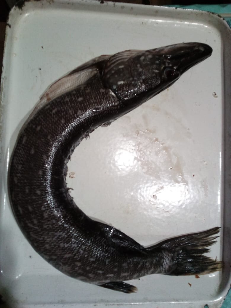 Та самая щука