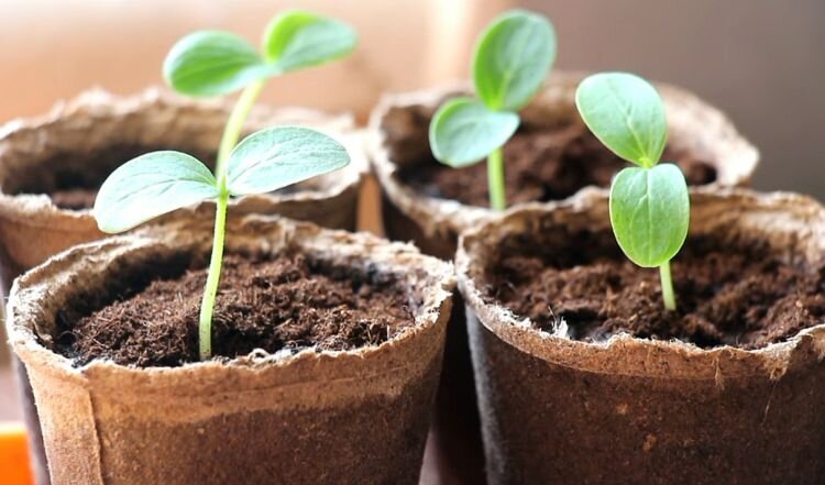 Рассада огурцов