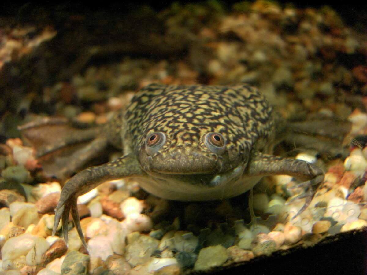 Гладкая лягушка. Фото с сайта animalreader.ru