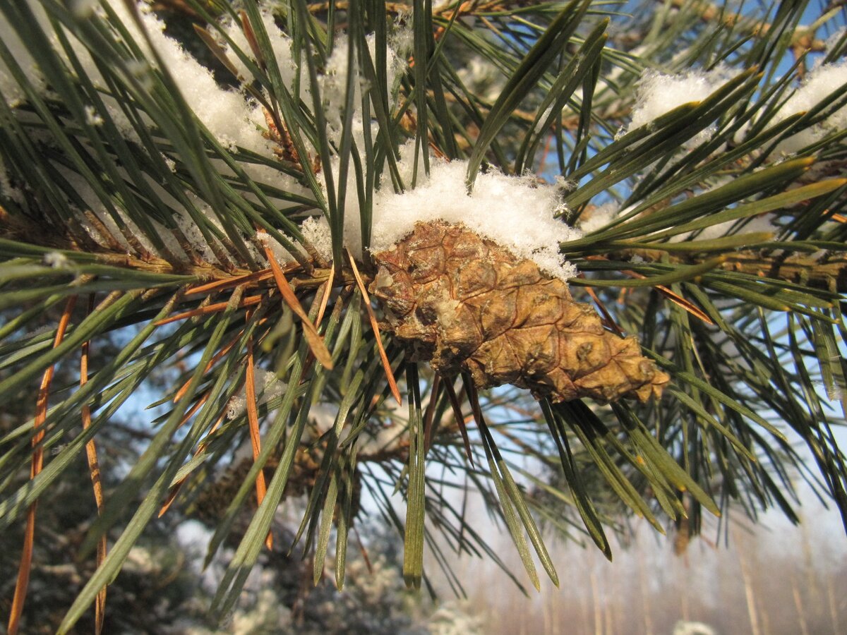 Cосновая шишка