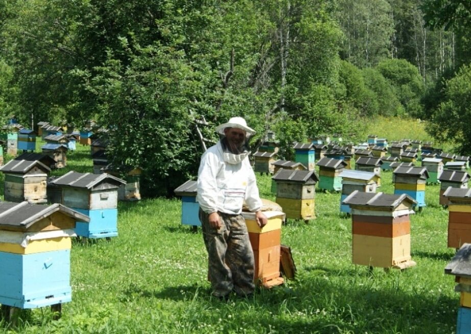 ПОПРОБУЙТЕ ЗАВЕСТИ ПЧЕЛ. Разговор шестой и последний | Наука и жизнь