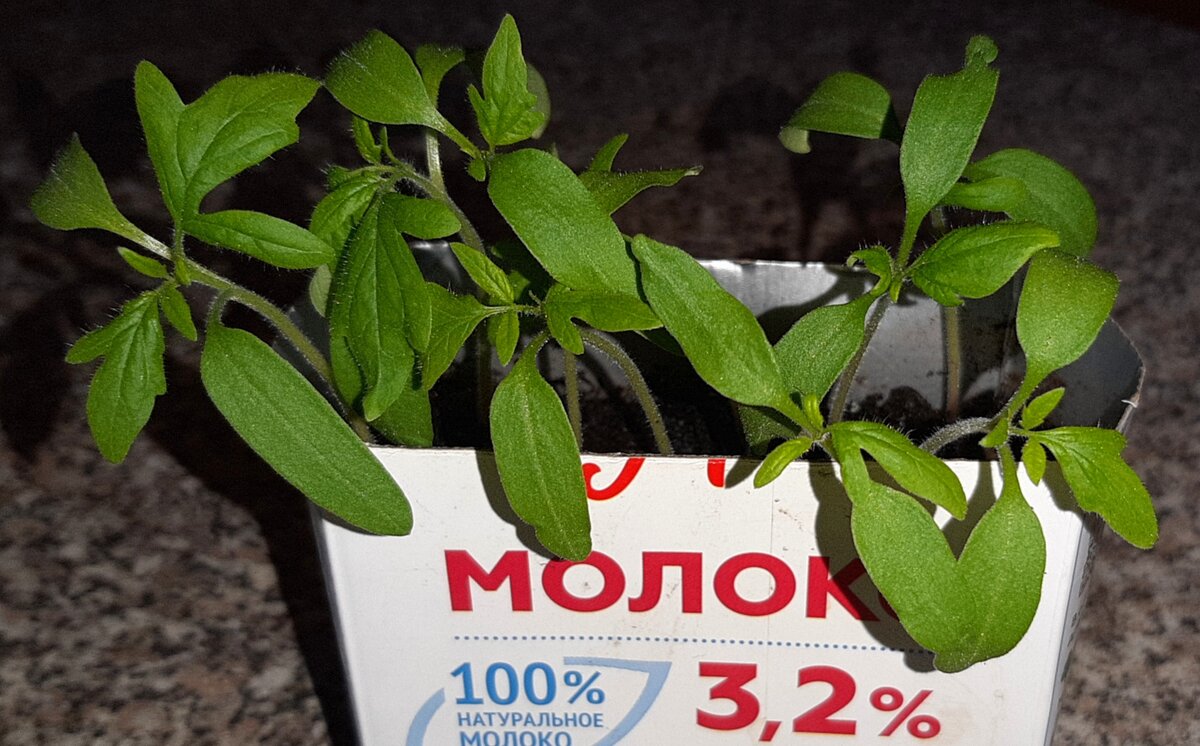 Фото автора. 15.02.21.