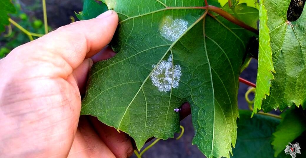 Что ОБЯЗАТЕЛЬНО НУЖНО Сделать ПОСЛЕ ЦВЕТЕНИЯ Винограда