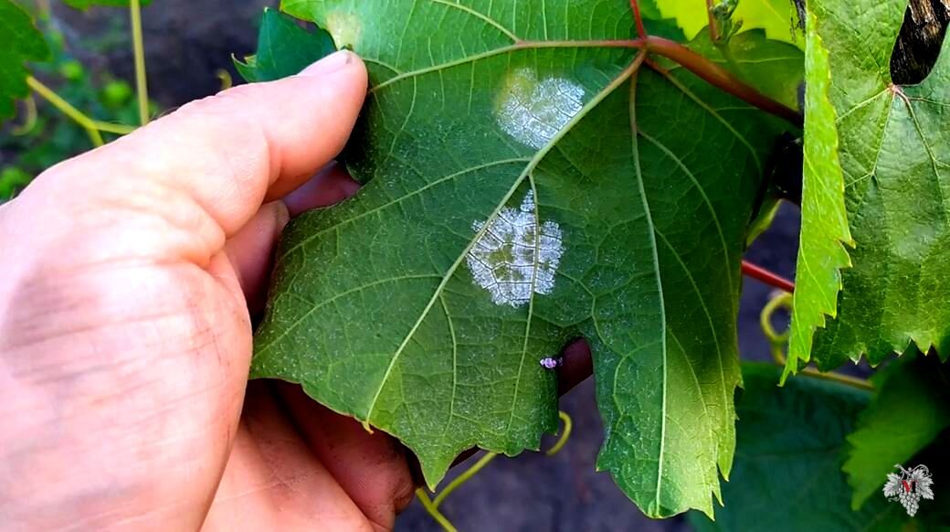 Фото проявления болезни под названием Милдью
