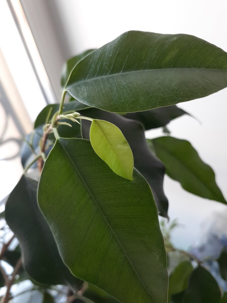 Фикус проснулся