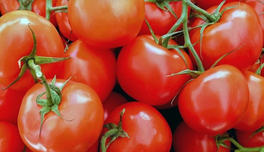 помидоры, томаты, растим помидоры 