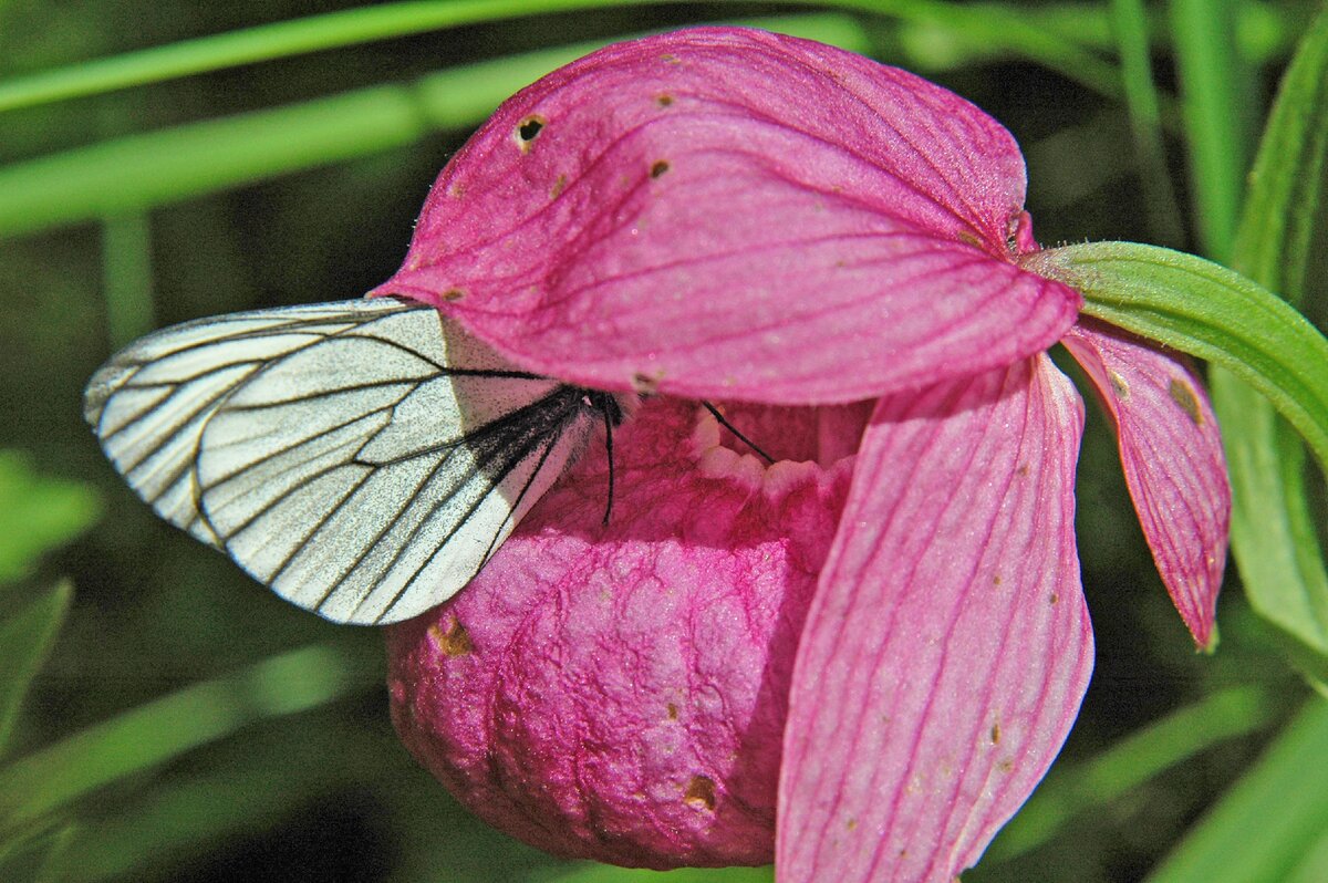Кукушкин башмачок цветок