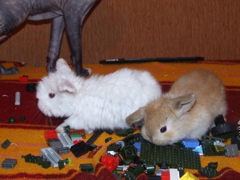 наши дети играют с ребенком в Лего. фото моё