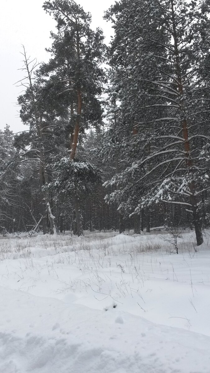 Наш зимний лес