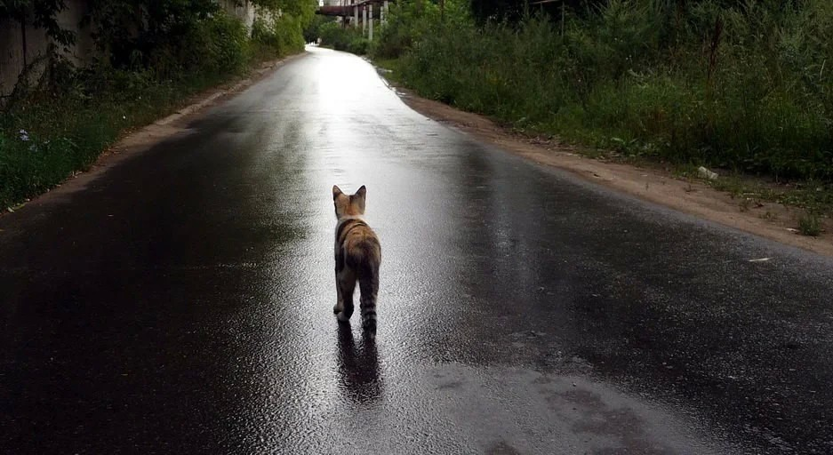 Кот на дороге. Котенок на дороге. Дорога волка. Кот уходит.