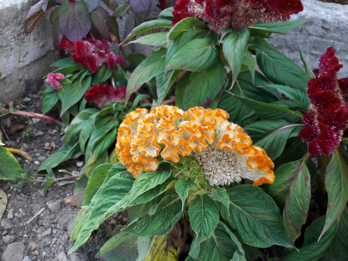 Фото автора. Этот странный цветок я вырастила у себя в саду. Здесь - как оригинальное оформление статьи.