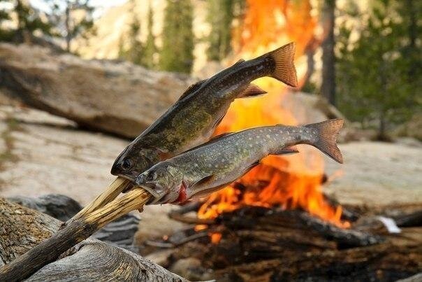 Приготовление рыбы над открытым огнём костра.