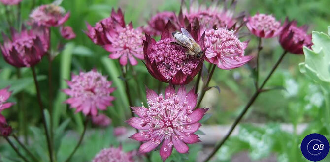 Astrantia ROMA срезка