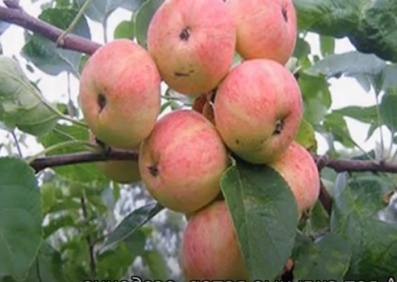 Яблоки от яблони "Уралец"