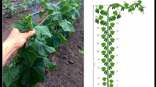 Формирование огурца в один ствол для большого урожая