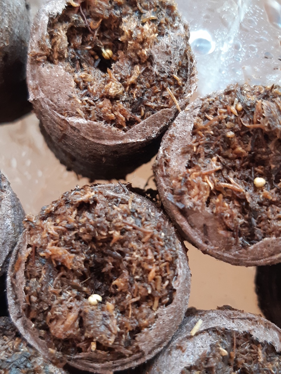 Из верхнего семени уже росточек пробивается.