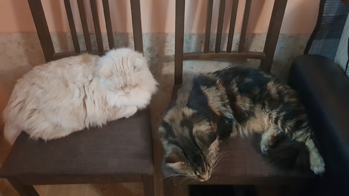 Наши хулиганы.