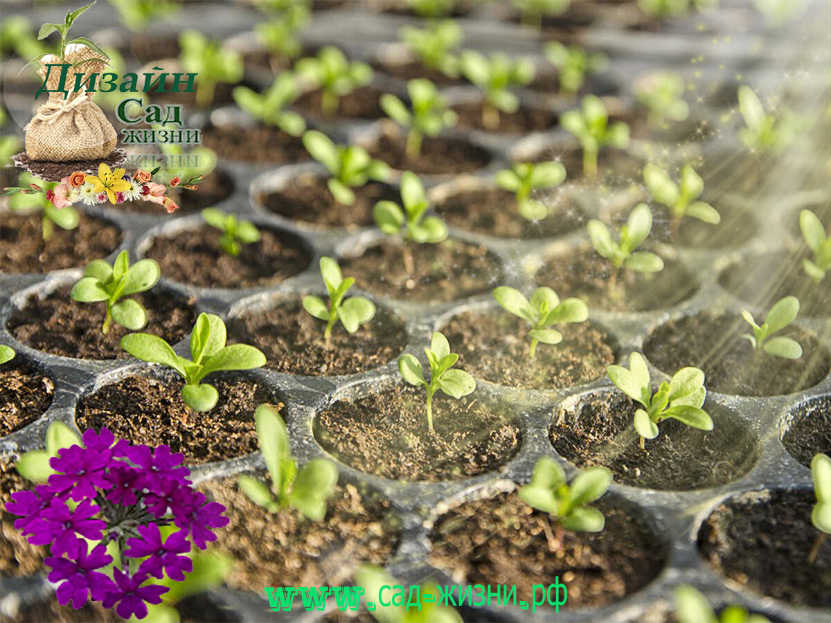 Пикировка рассады цветов