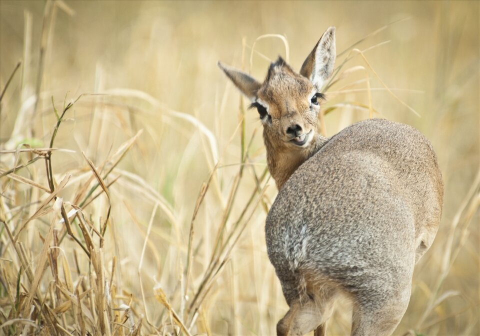 Хоба! Ссылка на аккаунт с дикдиками — в конце статьи. 