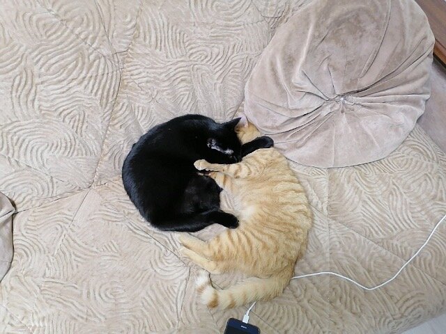 Почти кото-сердечко💛!