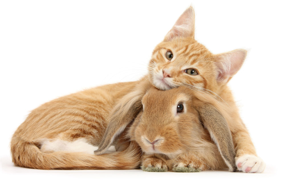 Рожденный год кота. Кот и кролик. Кролик и кошка. Год кота и кролика. Милый кролик и котик.
