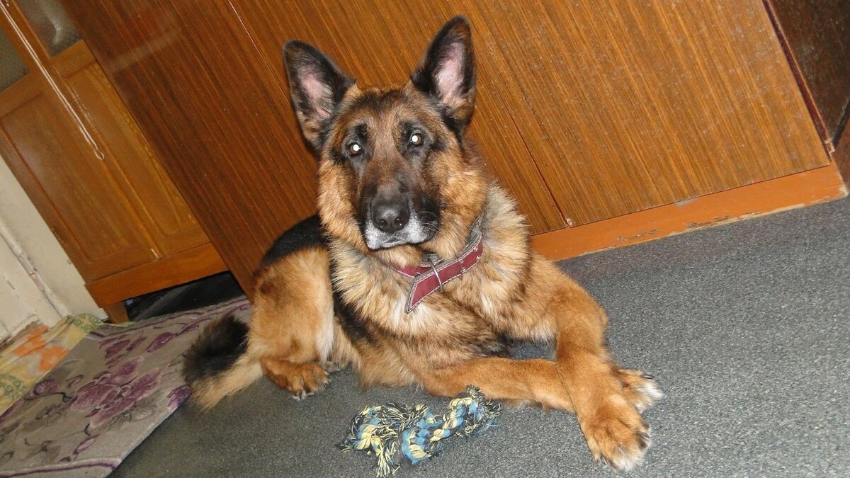 Эрих (Дик) у меня дома. Осень-зима 2018. Фото автора. 