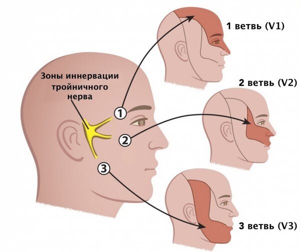 Локализация тройничного нерва