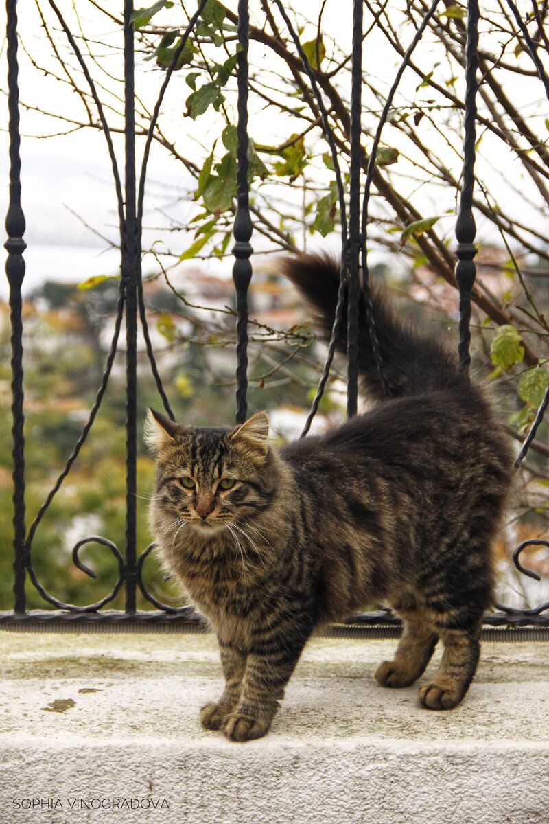 А этого парня мы встретили на самом дальнем из Принцевых островов - Бююкаде. У хмурого красавчика тут отличный вид :)