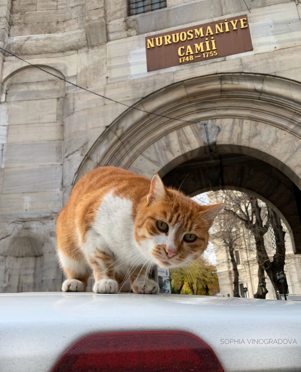 Слышь, э, с первым днём весны!  ...мог бы сказать этот котэ, самый дерзкий из всех котов Стамбула за мою последнюю поездку туда :D На самом деле все снимки котиков в этой галерее сделаны в декабре 2020 года.