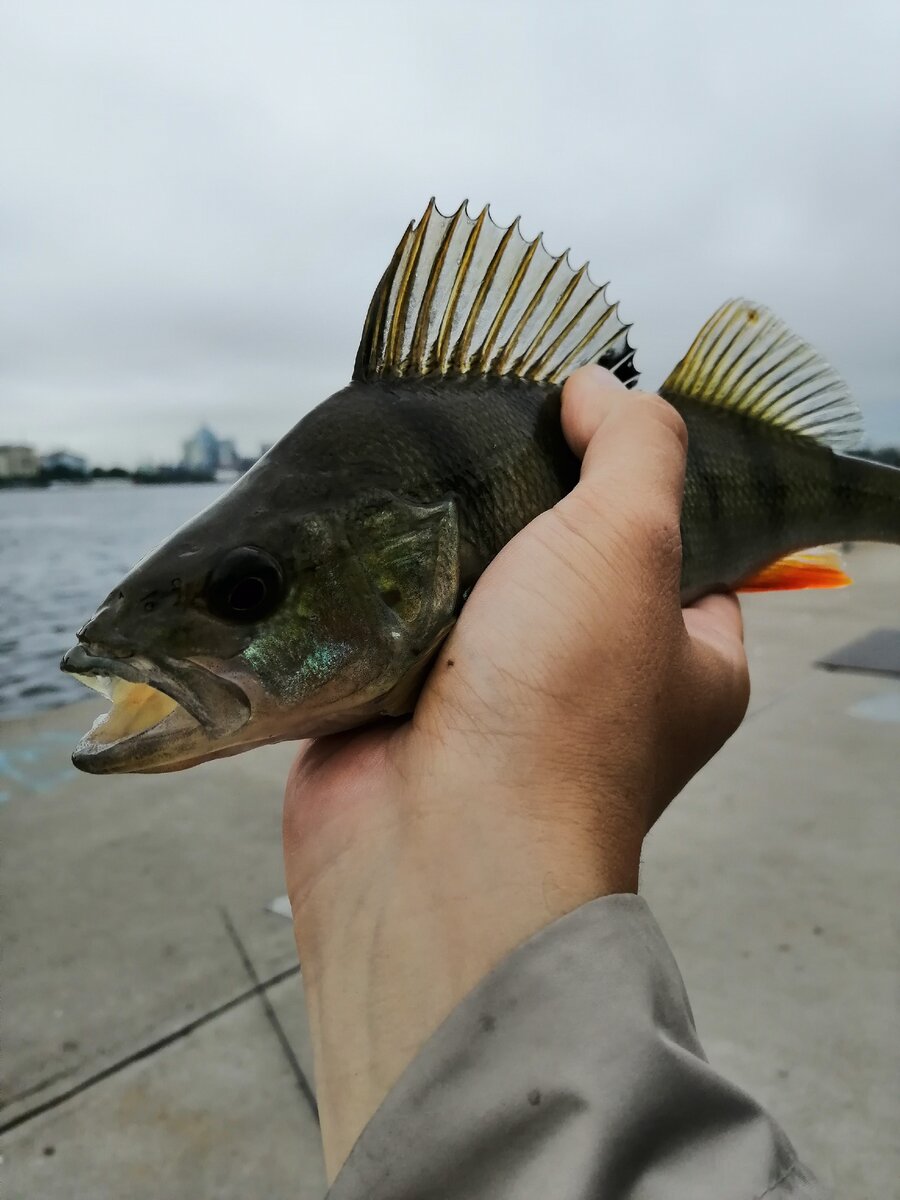 Приличный окунь есть, а судака нет(