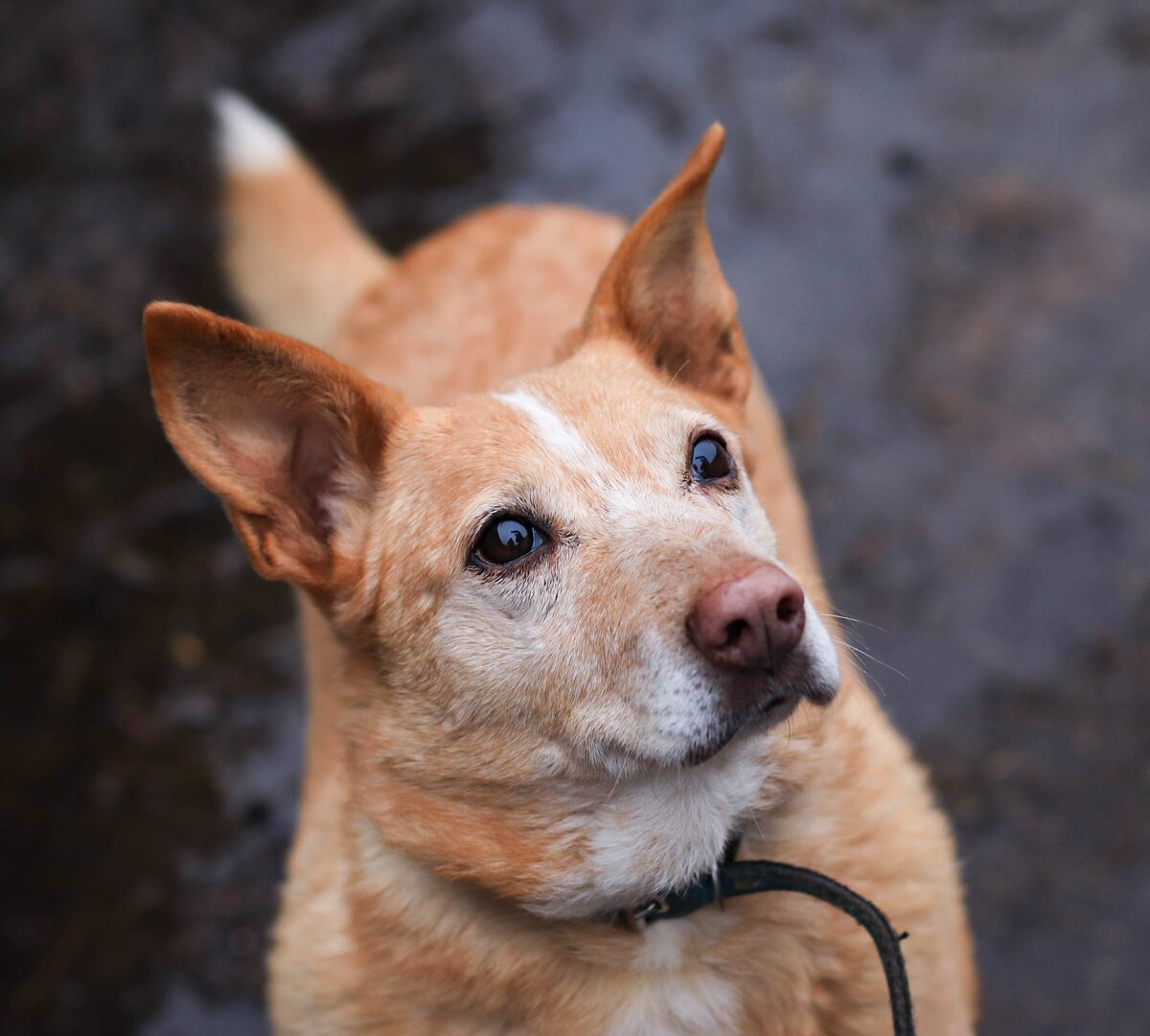 Герда - 10 лет в приюта