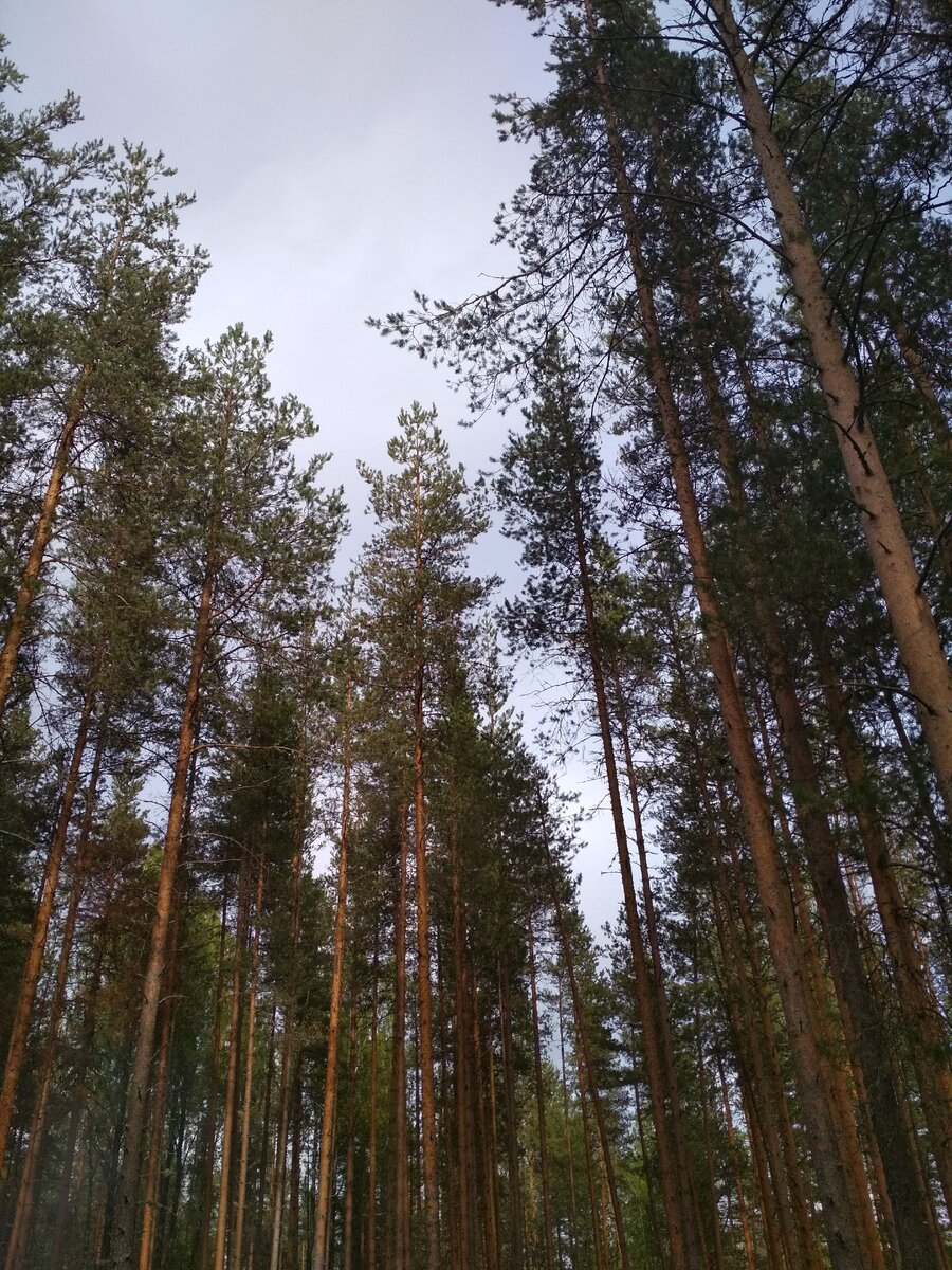 Словами не передать атмосферы карельского леса. Смотрите фотографии |  Записки из Карелии | Дзен