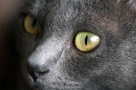 Корат кошка (โคราช, มาเลศ, สีสวาด) является серебряным наконечником, серо-голубого, короткошерстная порода домашних кошек с малого и среднего телосложения, и низкий процент жира в организме.