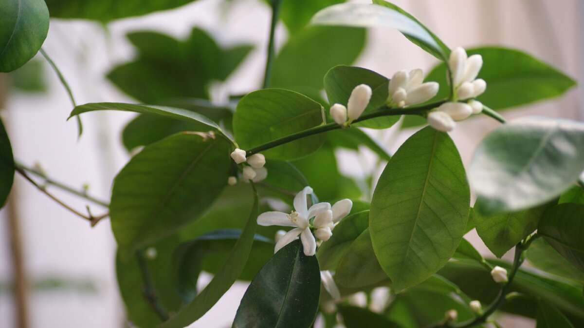 Цветы и бутоны моего каламондина