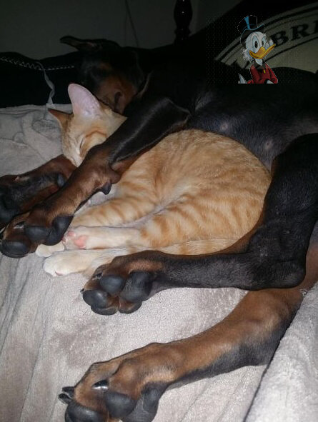 Реальные отзывы учеников присутствуют. Источник фото - https://www.yaplakal.com/